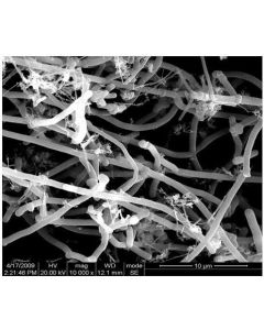 SEM - Scanning Electron Microscopy of CNF-100 carbon nanofibers powder 200-600 nm 70 %