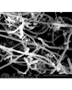 SEM 1/2 - Scanning Electron Microscopy of CNF-110 carbon nanofibers powder 200-600 nm 70 %