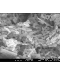 SEM - Scanning Electron Microscopy of ZnO-120 zinc oxide nanoparticles nanopowder/slurry 40-60 nm 99.9 %